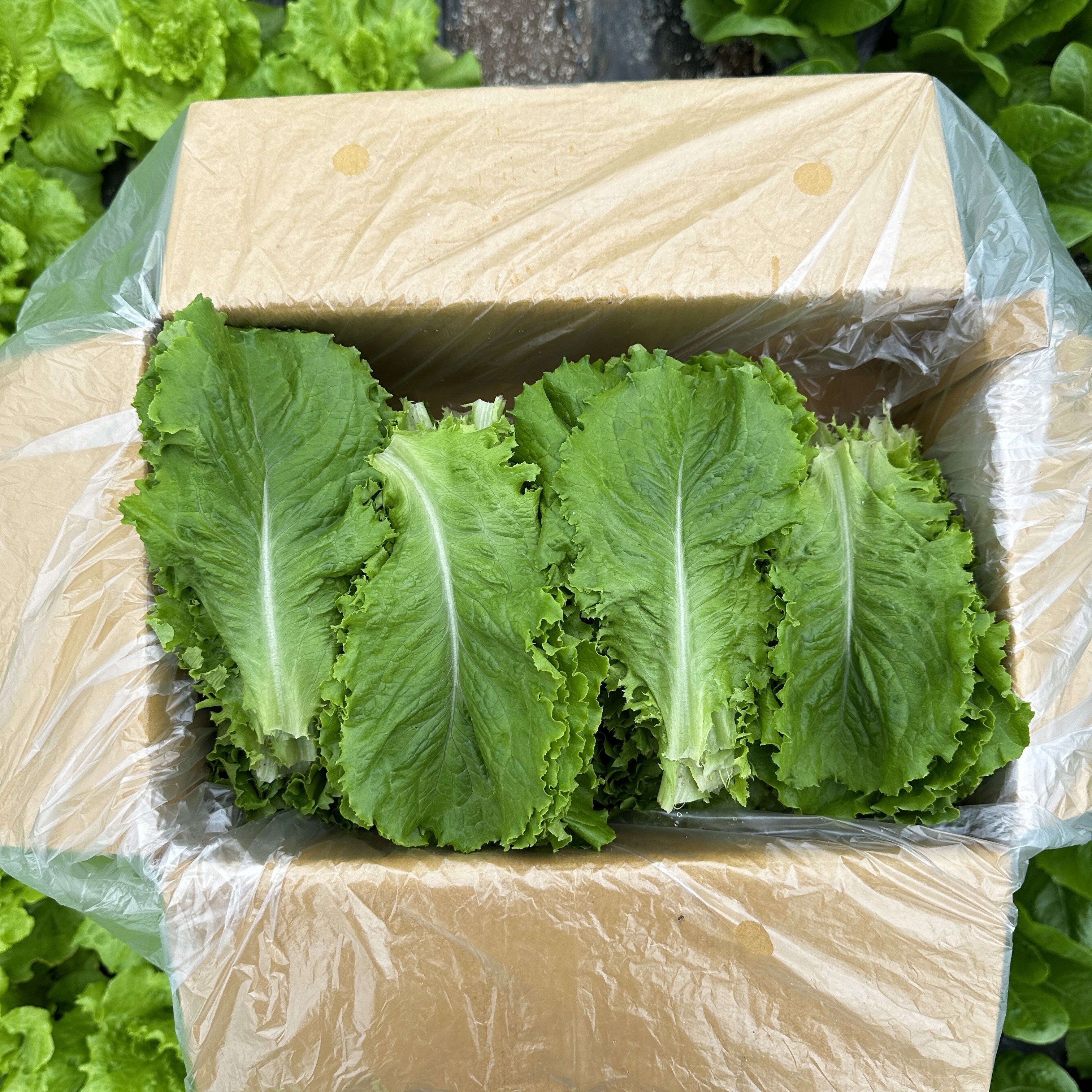무농약 로메인 유러피안 샐러드 상추 쌈채소 샐러드채소 친환경 잎로메인 당일수확 업소용, 1박스, 4kg 28,900원
