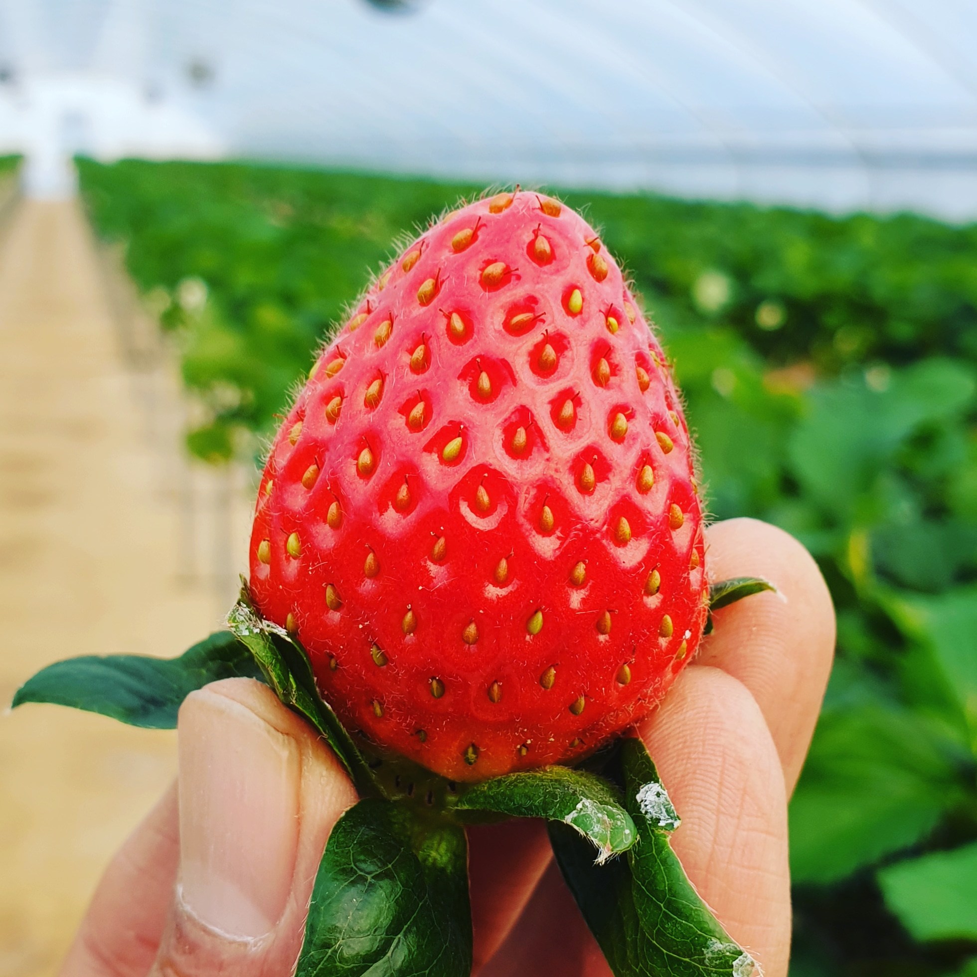 달콩네 최상급 산지직송 설향딸기, 1개, 1kg(24~40과) 47,400원