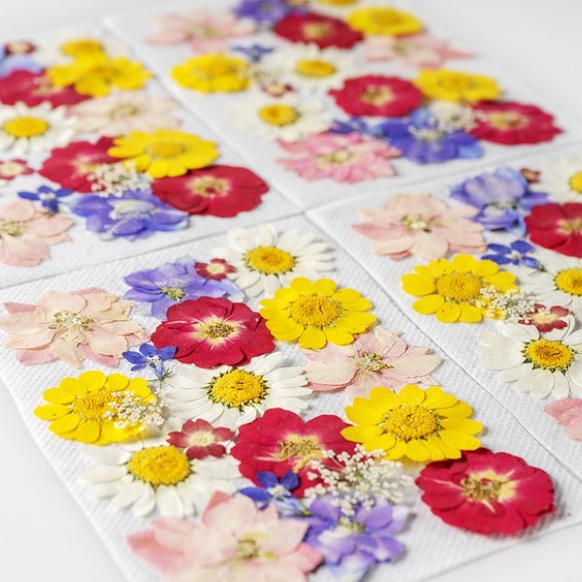 압화 꽃 F형 세트 공예 재료 레진 아트 꽃압화 드라이 플라워 장식 보존화 만들기, 01.봄바람(1세트) 6,900원