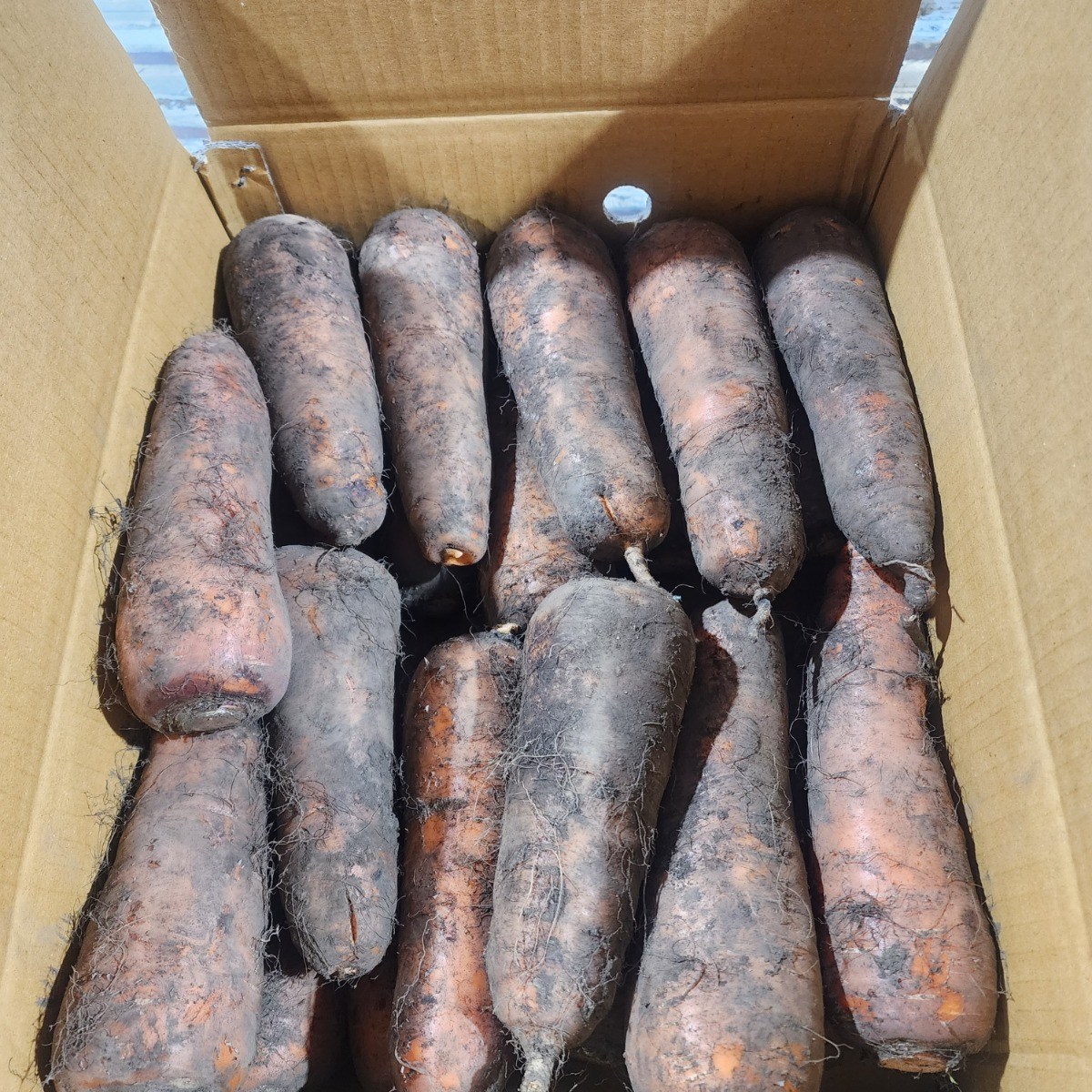 <품담>달콤&아삭 신선배송/산지직송/제주도 구좌 햇당근! /달콤함 그대로! 11,200원