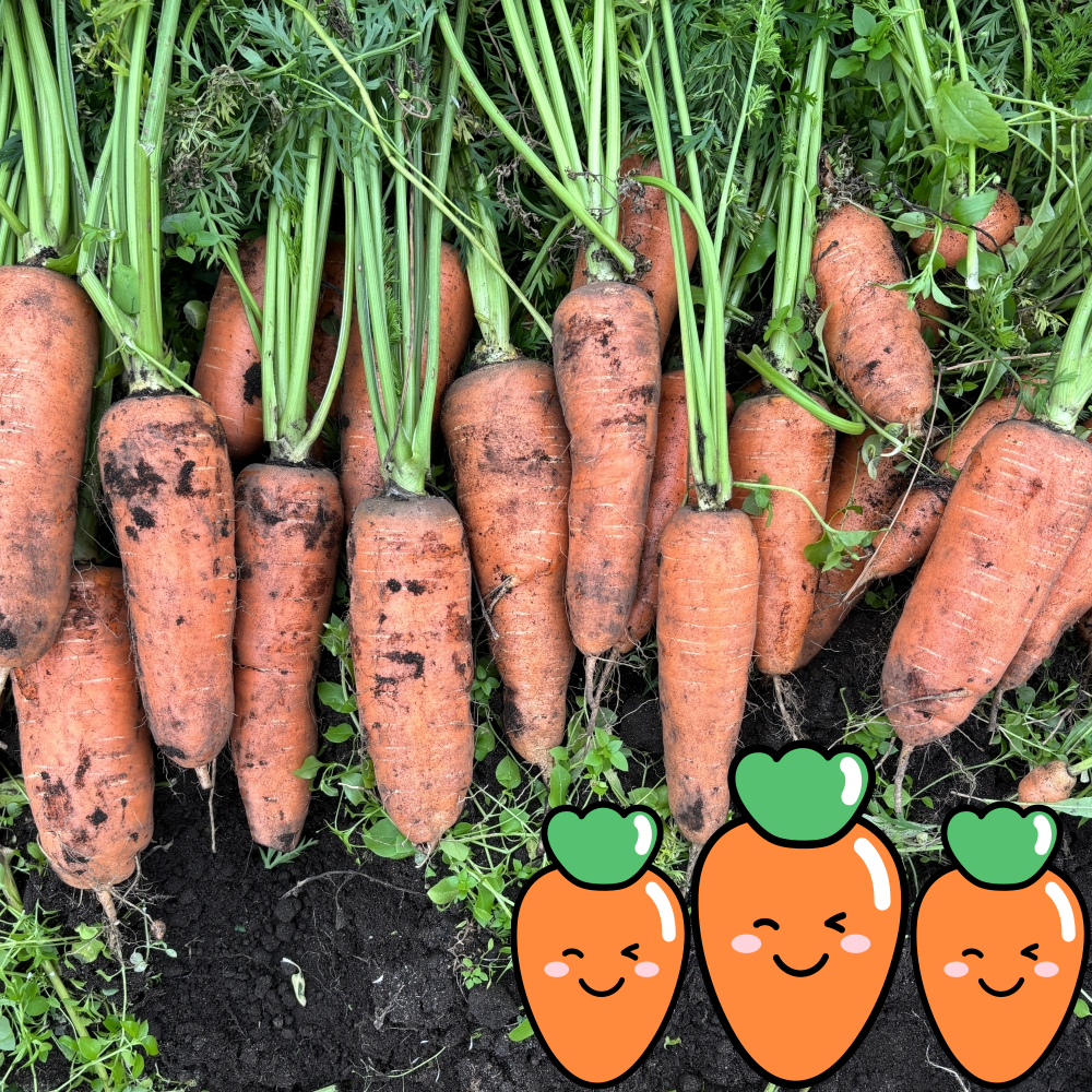 달콤담다 제주 구좌 신선한 흙당근 중,쥬스용 2kg 3kg 5kg 10kg 11,500원