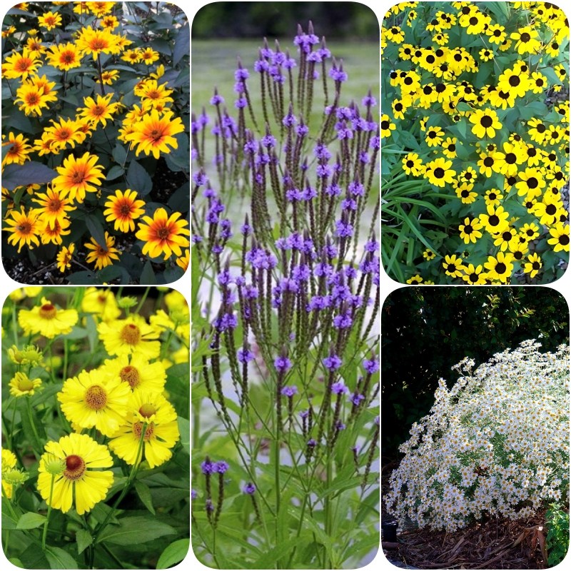 [꽃씨모듬 P4008] 개화기간이 긴 다년초 5선 14,250원