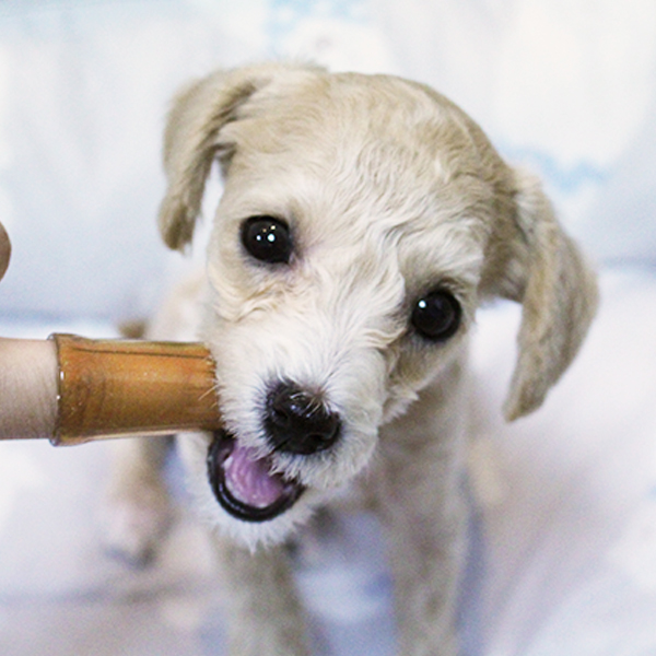 100%국내제조 하이비 애견용 은나노 실리콘 손가락팻칫솔1P+케이스1P , 반려견 4,800원
