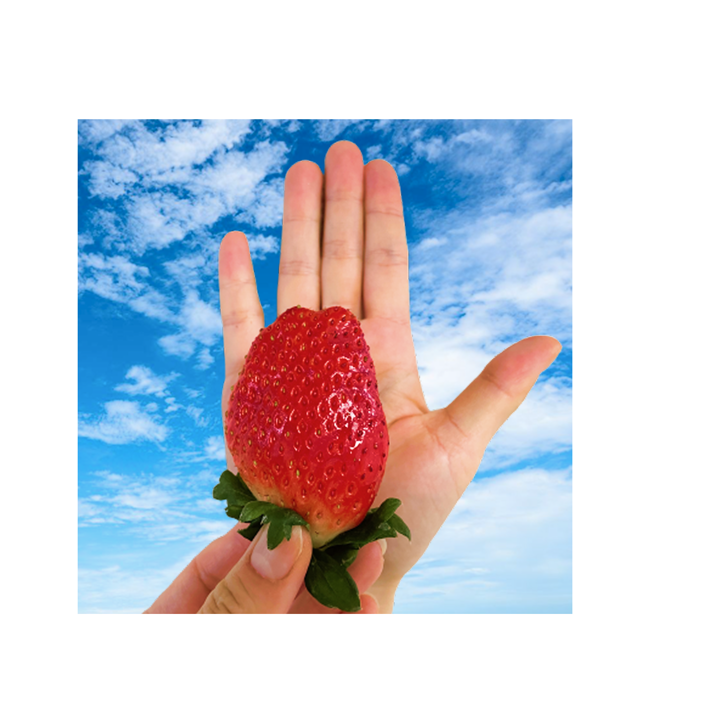 [하루20박스선별] 초고당도 스태비아 프리미엄 킹스베리 29,900원