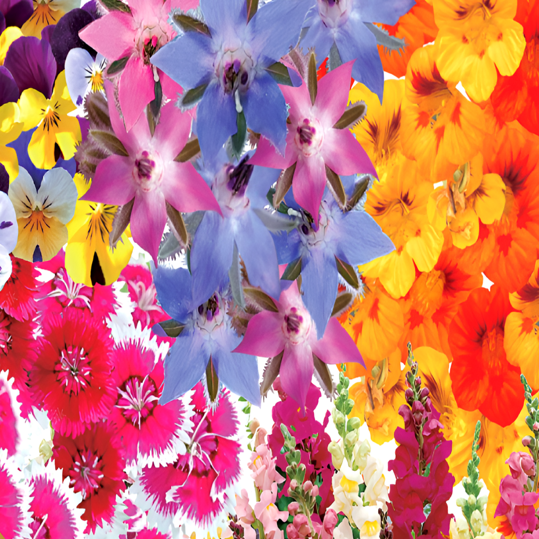 모듬꽃씨 2g / 식용꽃모듬 씨앗 종자 화단 정원 조경 혼합 플레이팅 향기 장식 비올라 헬렌마운트 한련화 패랭이꽃 베르가못 금어초 3,000원