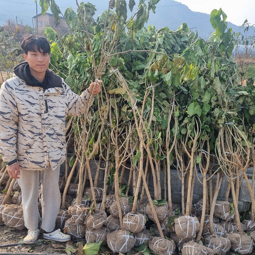 오디나무 왕오디묘목 결실주 접목3-4년특품 오디뽕나무묘목 36,000원