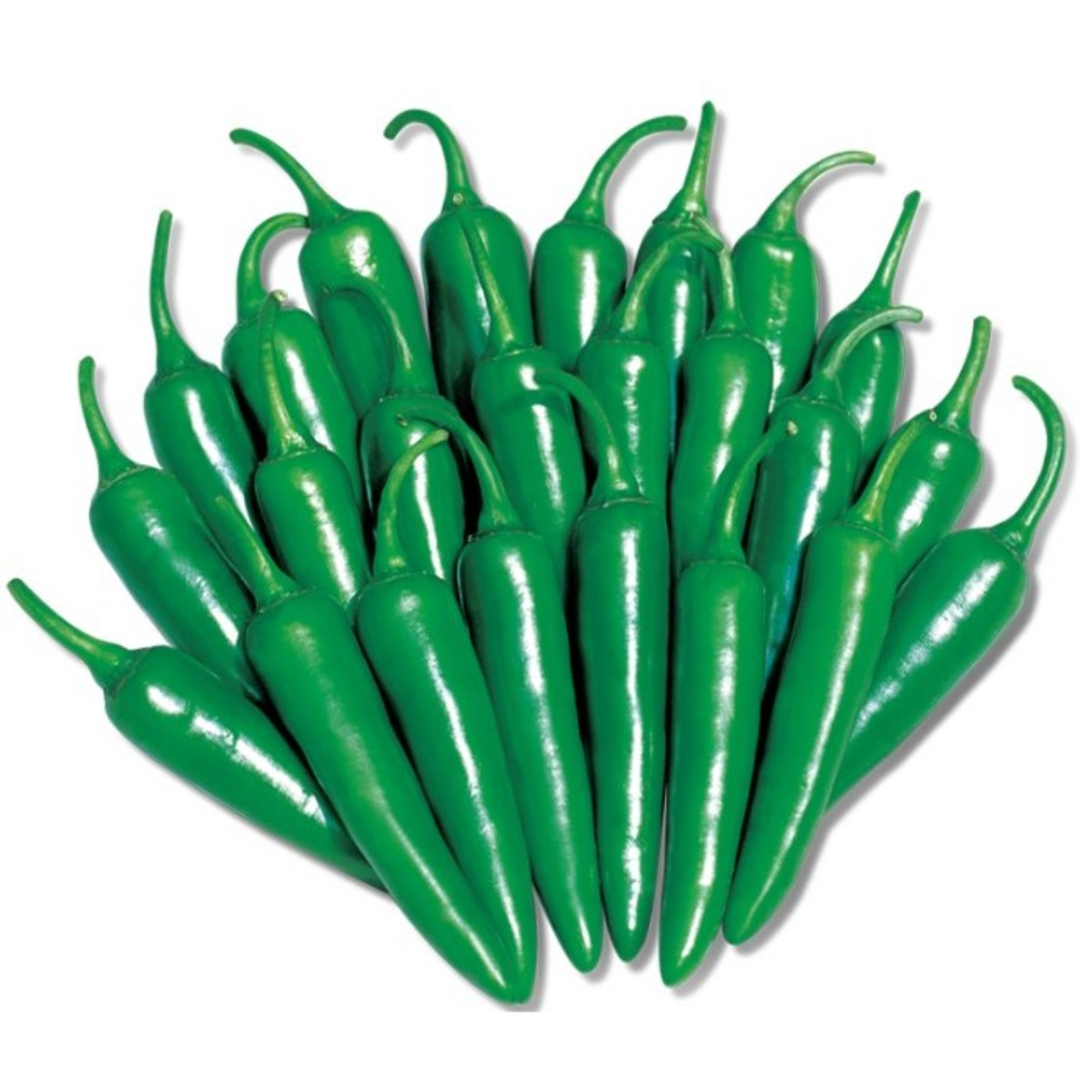 씨드림몰 모닝고추 종자 씨앗 풋고추 아삭이 안매운고추, 1개 10,500원