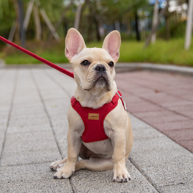 강아지 X형 스웨이드 소형견 중형견 가슴줄 하네스 + 리드줄 세트, 레드, 1세트 15,000원