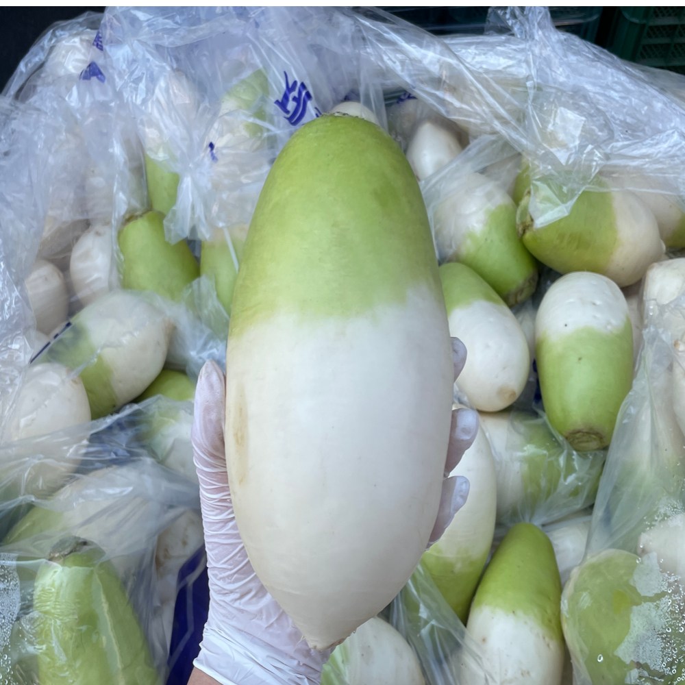 노씨고집 산지직송 제주 세척 월동무 8,100원