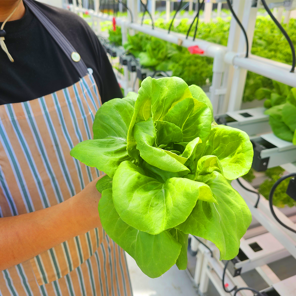 [푸리팜]샐러드야채 버터헤드 1kg 정기배송[당일수확], 1개 7,840원
