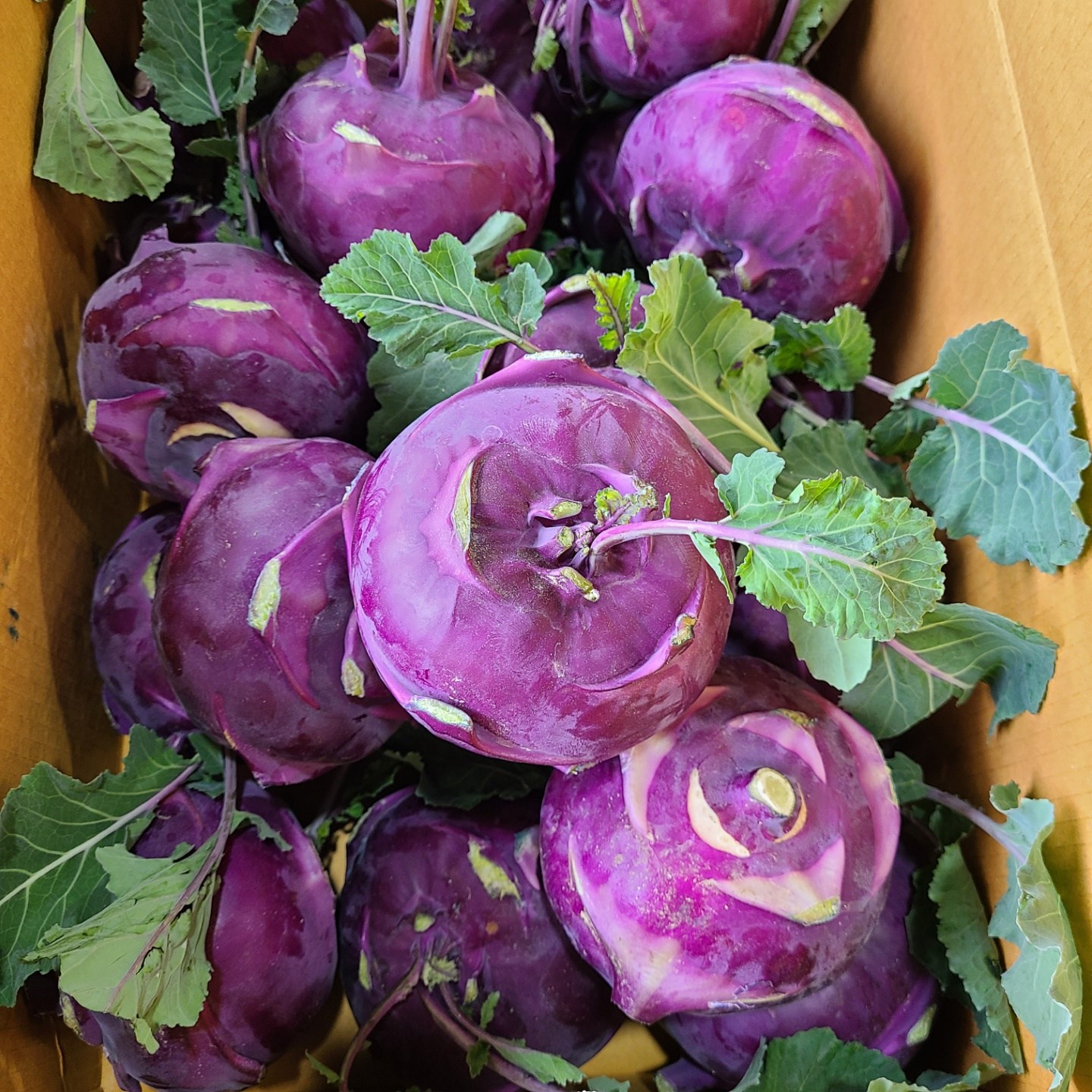 제주도 햇 콜라비 적 콜라비 (최상품) 3kg 5kg 10kg 15kg, 1box, 1박스, 콜라비 15kg 45,830원