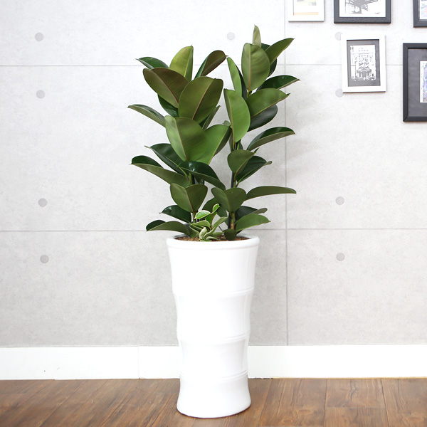 당일배송 다덴다플라워 공기정화식물 중소형 화분 개업식 집들이 축하 선물, 9_고무나무 일반, 1개 59,000원