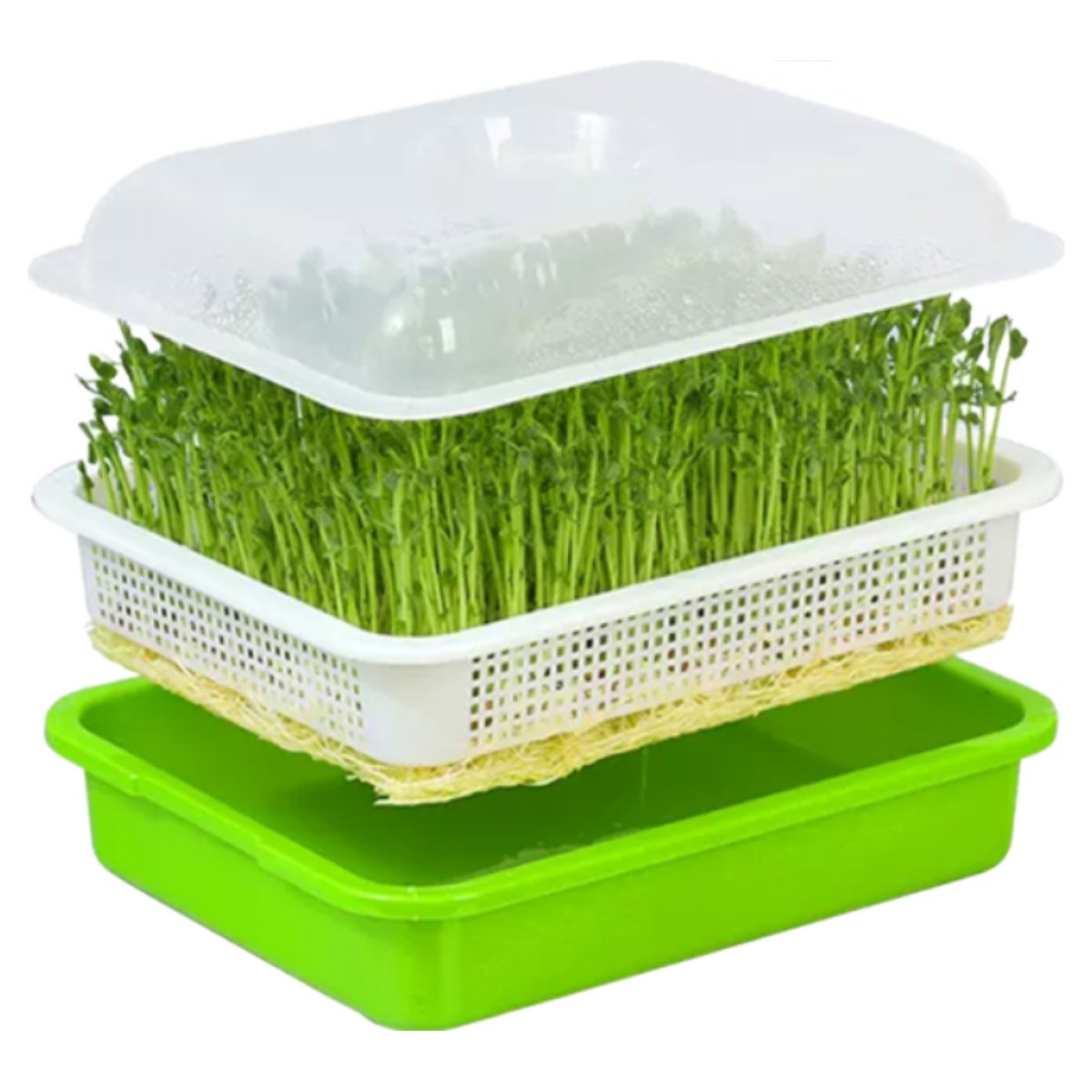 고양이 캣그라스 헤어볼 도우미 고양이풀 수경재배 hoo*93654FI, 1개 12,800원