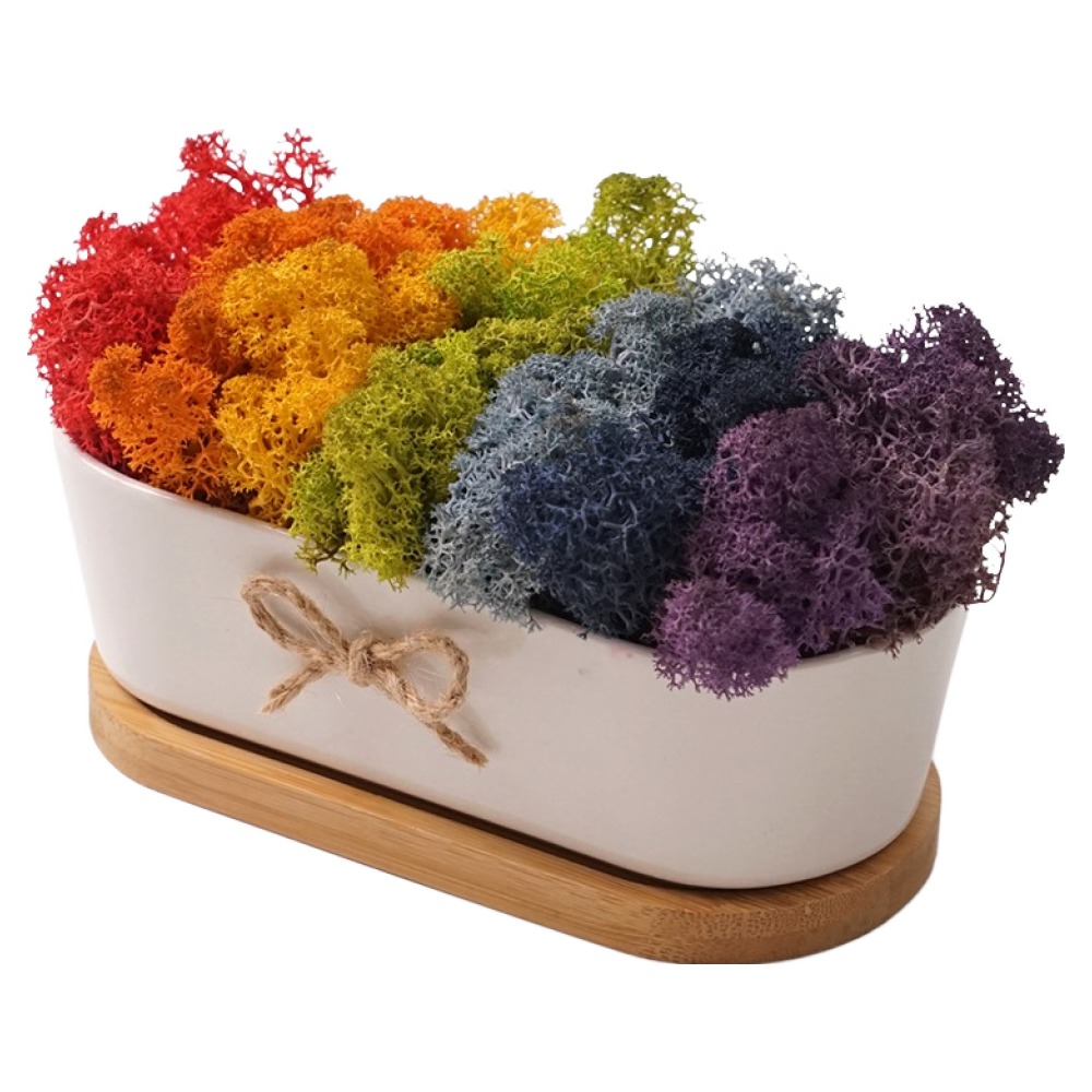 morningscent 공기정화 스칸디아모스 이끼 레인보우 라운드 화분 + 받침 세트 18,970원