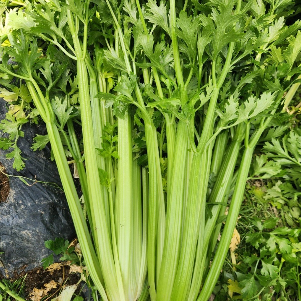 유기농 국내산 샐러리 당일배송 최상급 2kg 3kg 5kg 10kg, 1개, 샐러리 5kg 35,900원