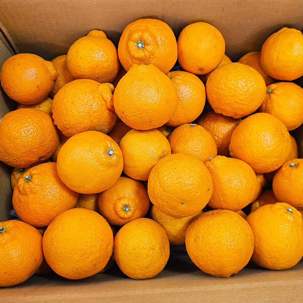 제주 고당도 한라봉 못난이 꼬마 선물용 가정용, 10kg(못난이, 꼬마), 1개 45,000원