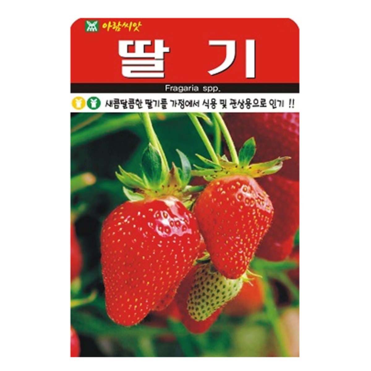 딸기씨앗 100립 딸기씨 종자 과일씨앗 착한딸기, 1개 5,700원