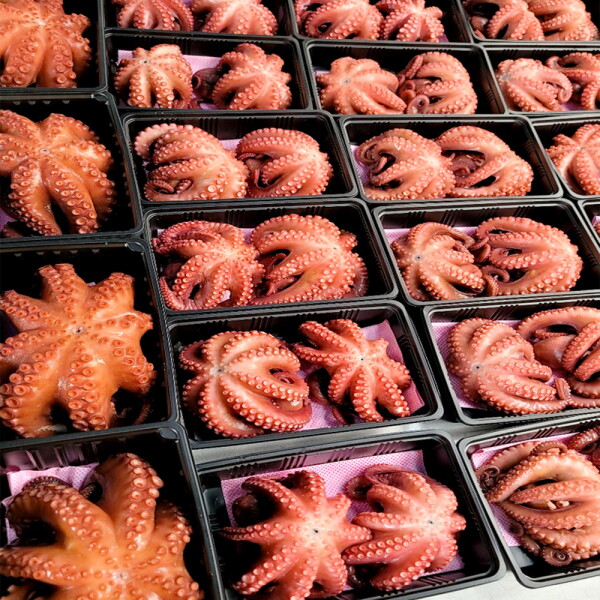 남해군 바다 해녀 언니네 자연산 자숙 문어 1kg (2-3미) 산지직송 숙회 제수용 돌문어 선물 42,900원