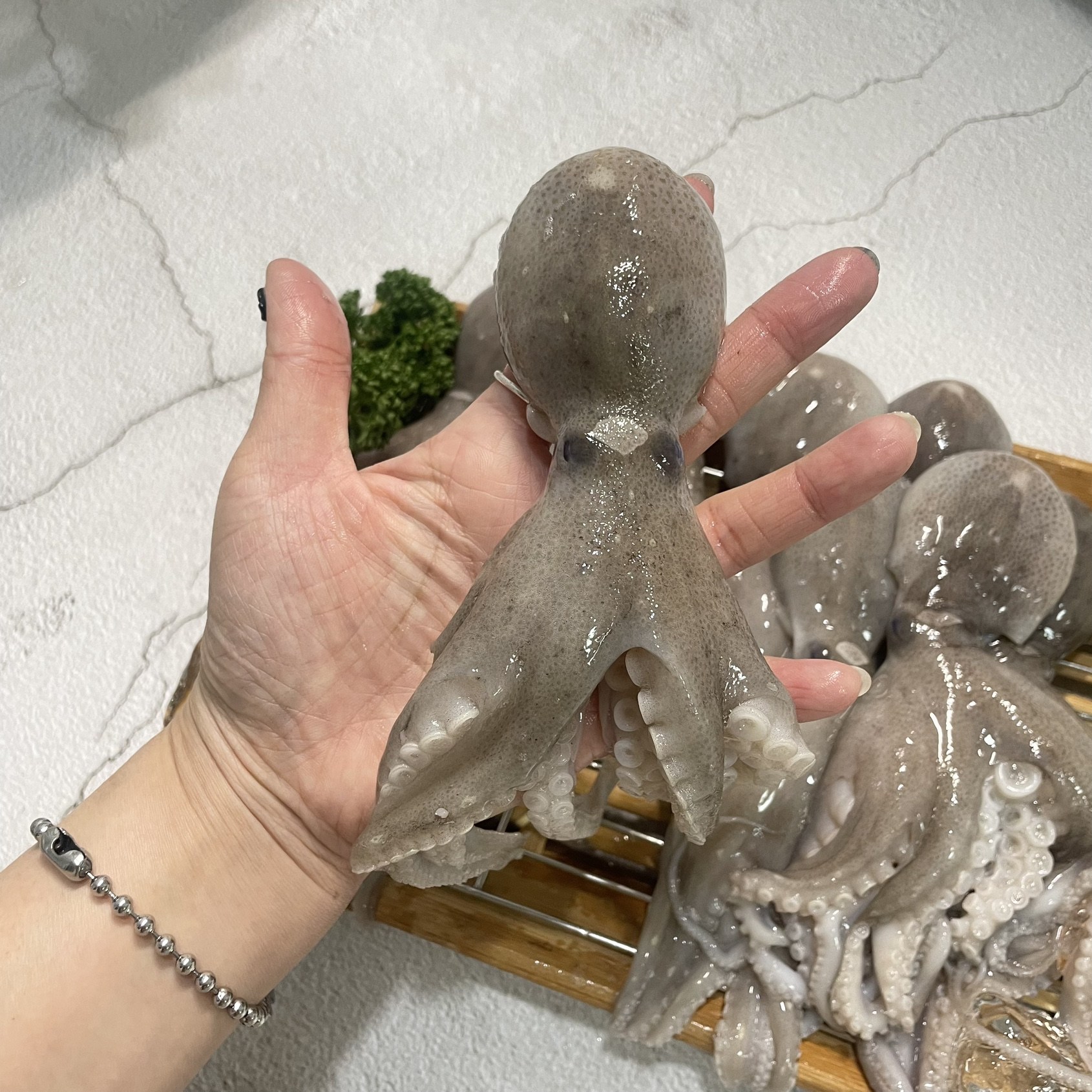 서해안 국내산 활쭈꾸미 생물 산지직송 당일조업 제철 쭈꾸미 42,000원