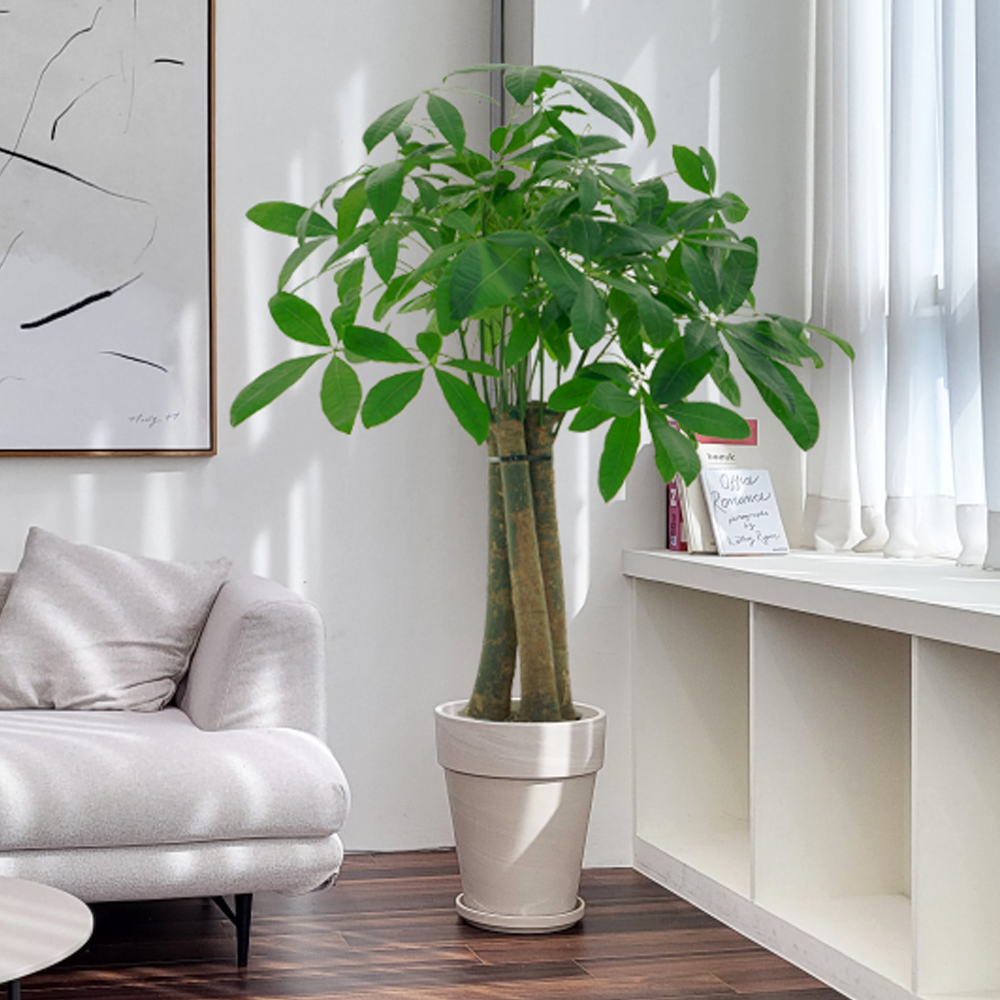 농원청년 크림토분 취임 영전 이직 승진 축하화분 실내 공기정화식물 사무실 카페 매장 공간 인테리어식물 거실화분 집들이 개업식 축하화환 여인초 금전수 뱅갈고무나무 아레카야자 행운목 167,000원