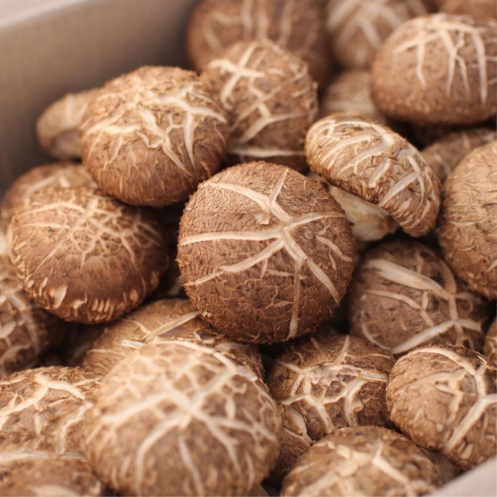 [괴산]표고향기 산지직송 쫄깃하고 향긋한 생표고버섯, 1박스, 최상특품(1kg) 50,900원