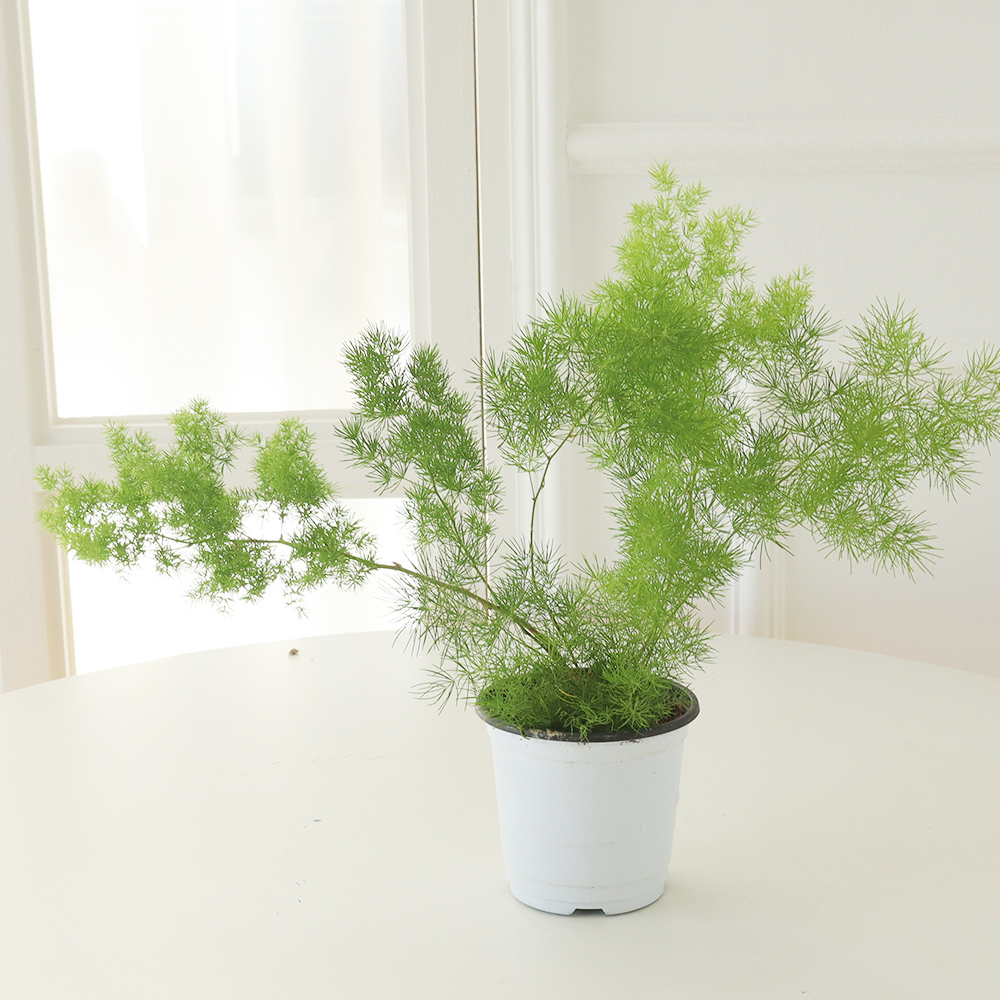 [로켓프레시] 모리앤 아스파라거스 미디오클라두스 포트식물 6,900원