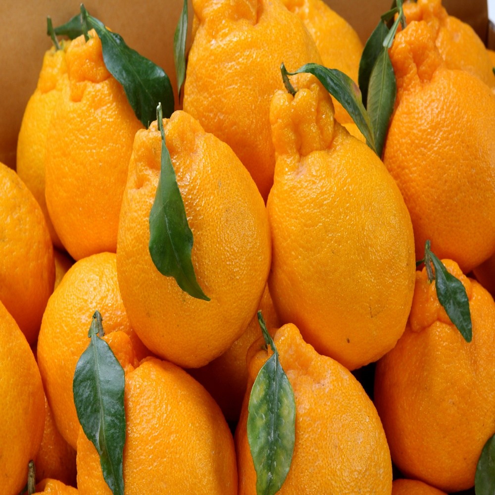 [타임세일] 유명산지 당도선별 새콤달콤 한라봉 25,660원