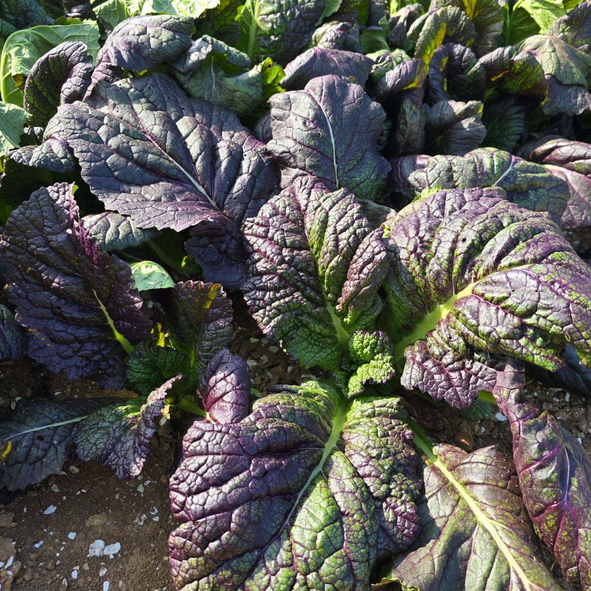 국내산 당일수확 해풍맞고 자란 홍갓, 1개, 1kg 14,900원