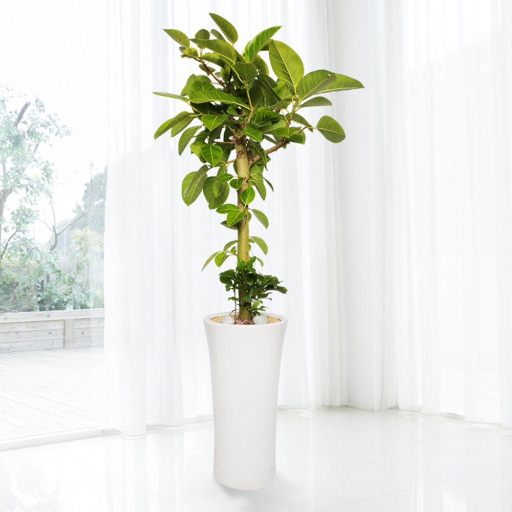 개업선물 BEST 1위 뱅갈고무나무 i-0399 사구플라워 본사 관리 (수도권 일부배송), 1개 108,000원