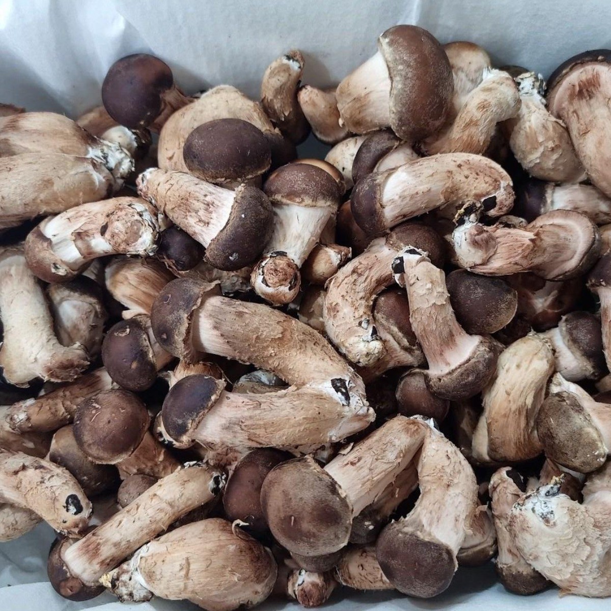 참말로 국산 참송이버섯 1kg, 1개, 미니 1kg 23,000원