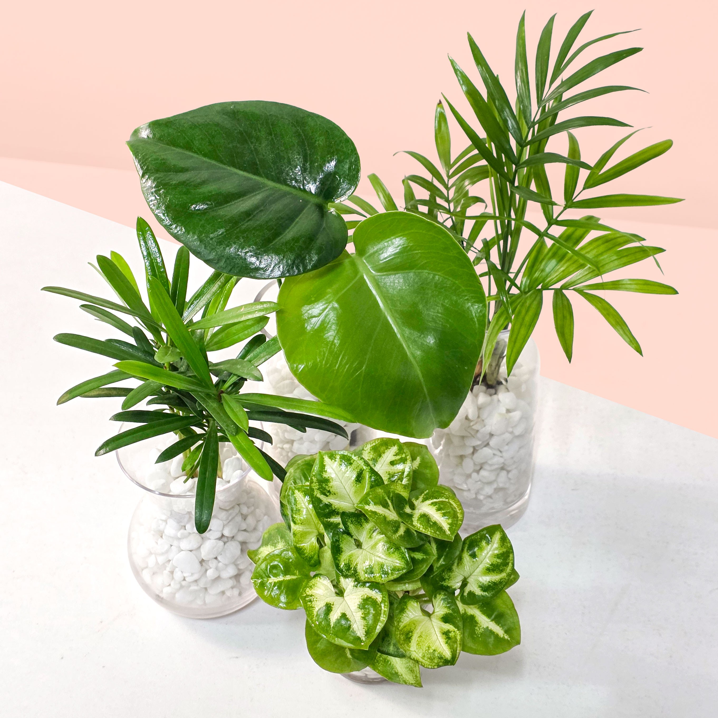 공기정화 수경식물 4종세트 / 몬스테라, 테이블야자,나한송, 싱고니움 / 실내인테리어 (모나플랜트),수경재배화분,수경재배, 1개 20,000원