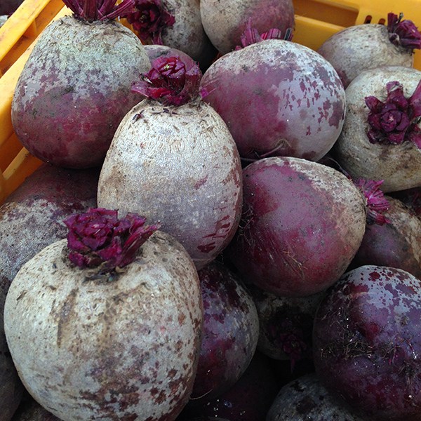 제주 청정 레드비트 비트 제주비트 13,900원