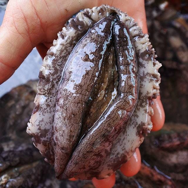 강성푸드 싱싱해 완도 직거래특대 전복 10-11미, 1박스, 대(10-11미)x1kg 36,900원