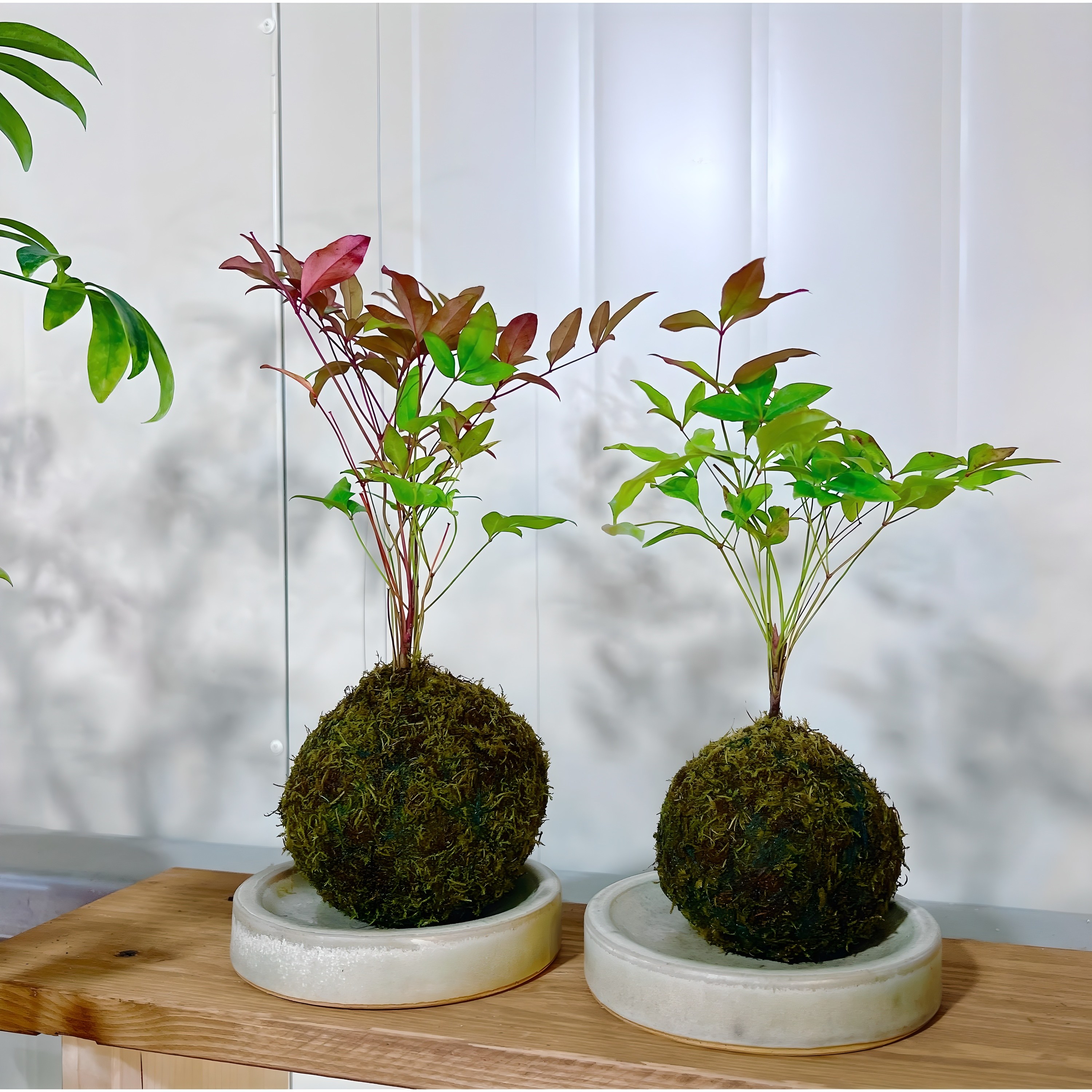 [탄소중립 체험키트] 살아숨쉬는 이끼볼, 친환경 체험활동, 코케다마 만들기, 지구지킴이, 공기정화식물 키우기, 1개 25,000원