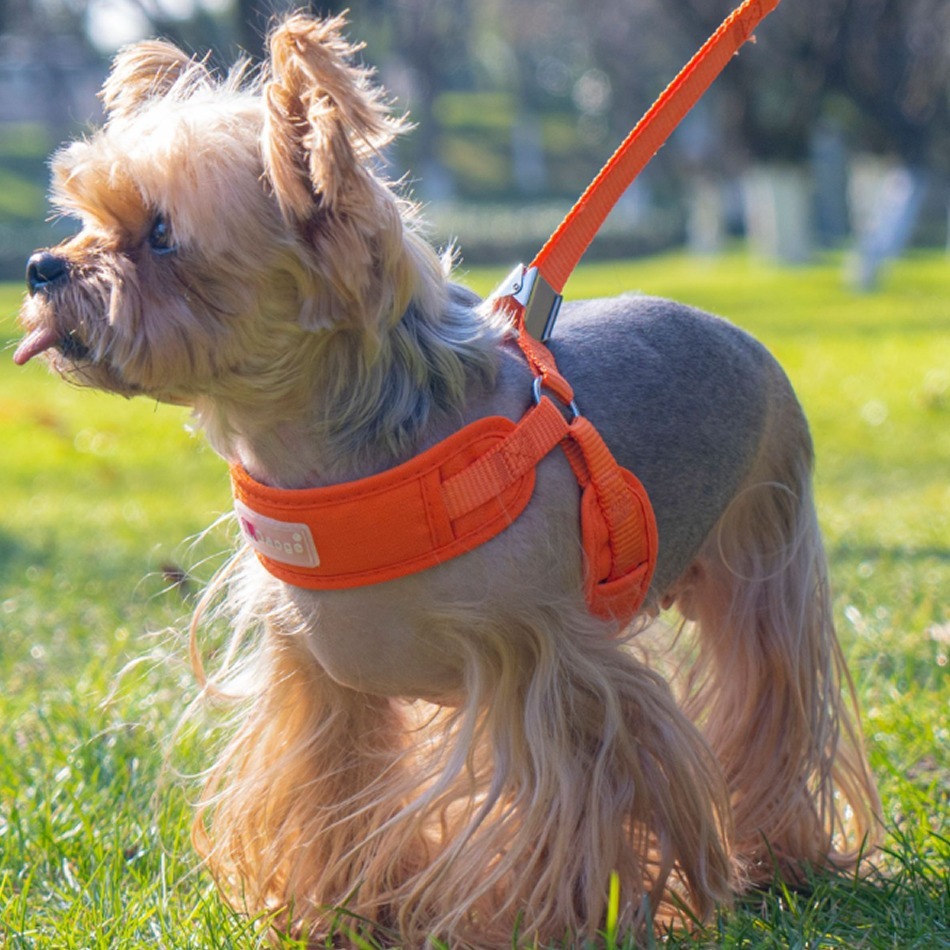 바오스레 무압박 야외 하네스 세트, 오렌지, 1세트 13,400원