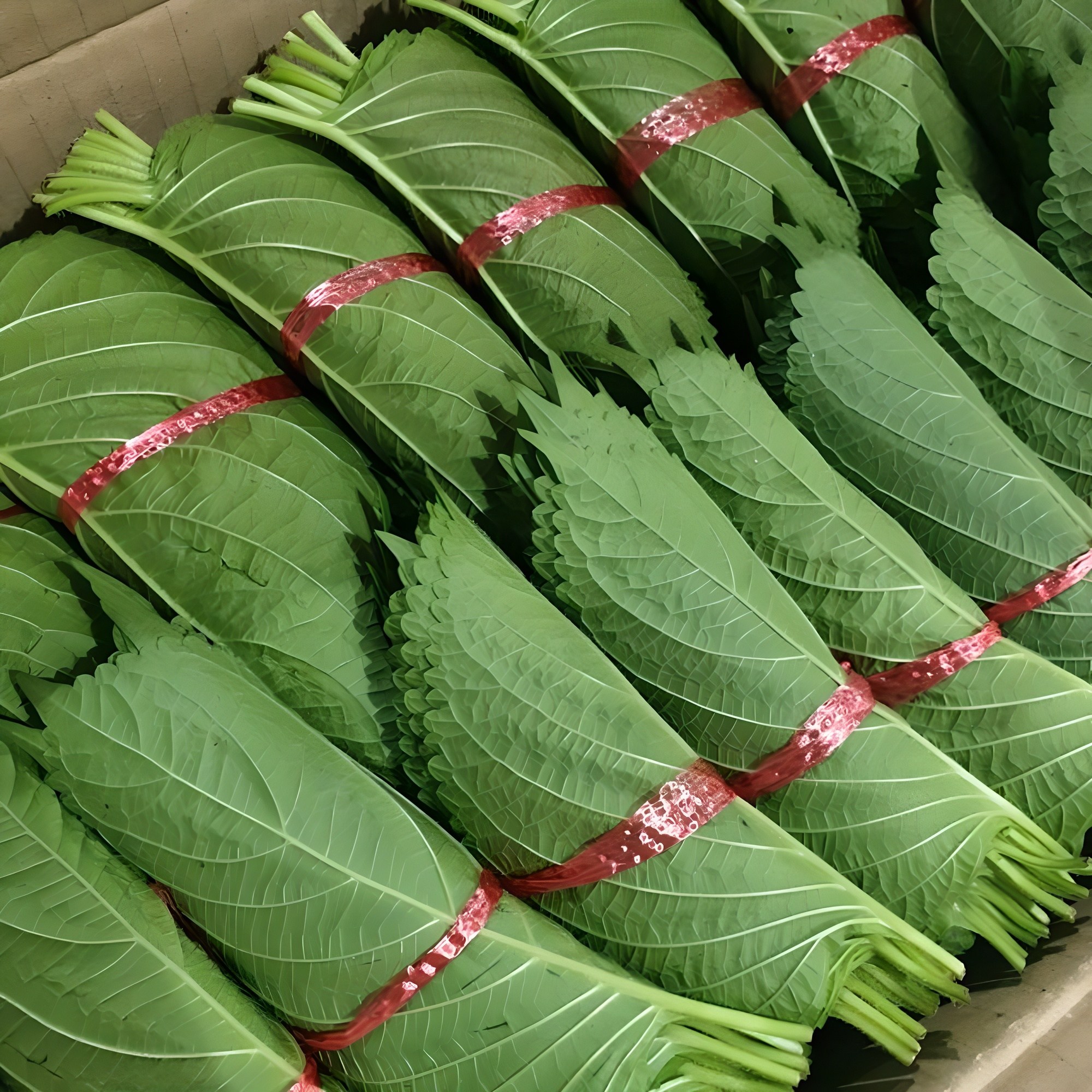 클릭마켓 국내산 깻잎 특품 5묶음 10묶음 20묶음 30묶음 40묶음 50묶음 8,800원