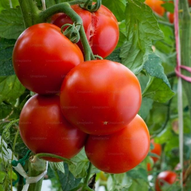 가성비 최고! 실속형 완숙토마토 / 가정용 / 신선 산지직송 / 당일출고 19,000원