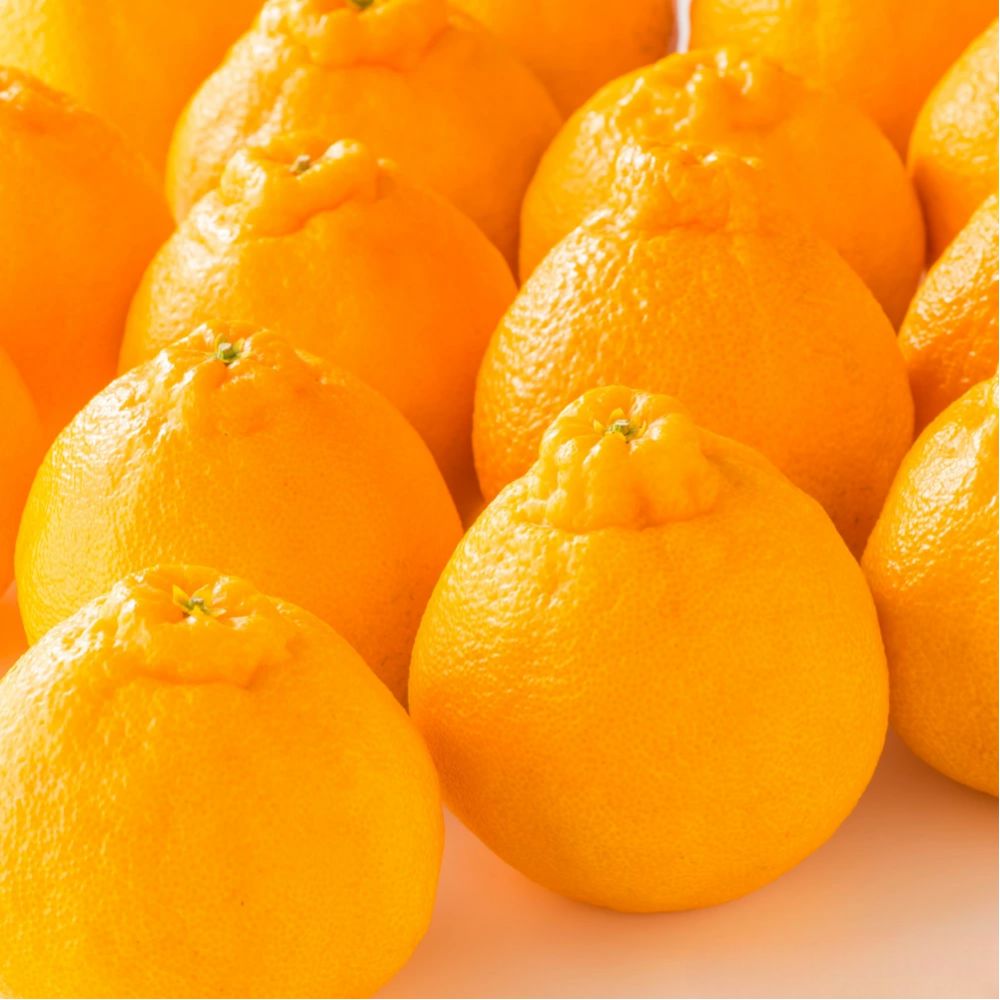 당도한도초과 한입가득 100% 제주 한라봉 33,900원