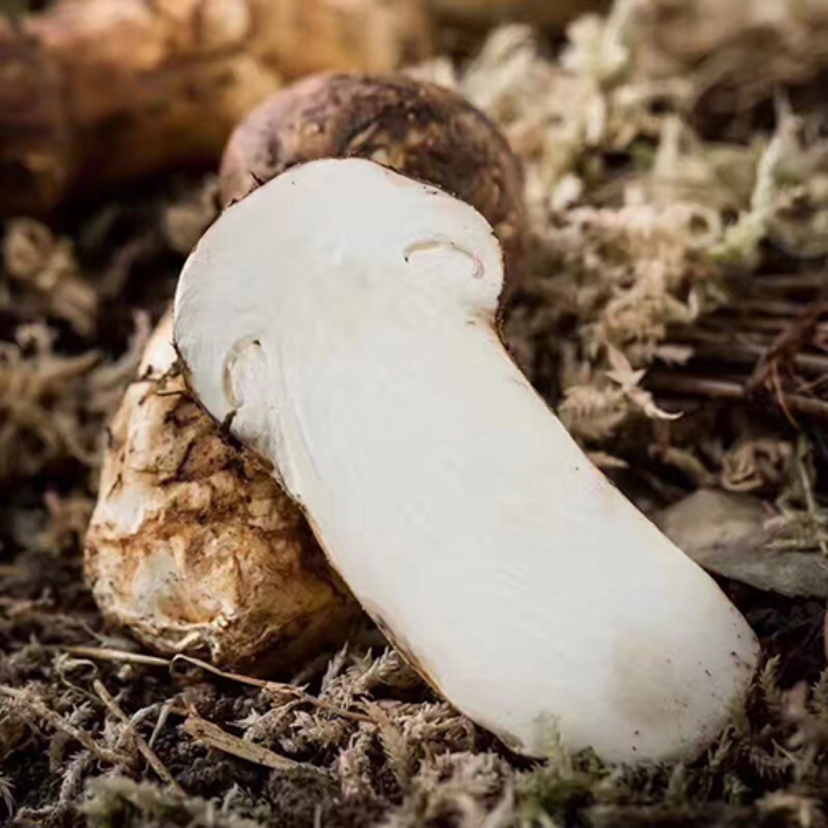 (청림송이,능이) 자연산 냉동송이버섯 (특품), 1개, 냉동송이/HBA/1kg 51,500원