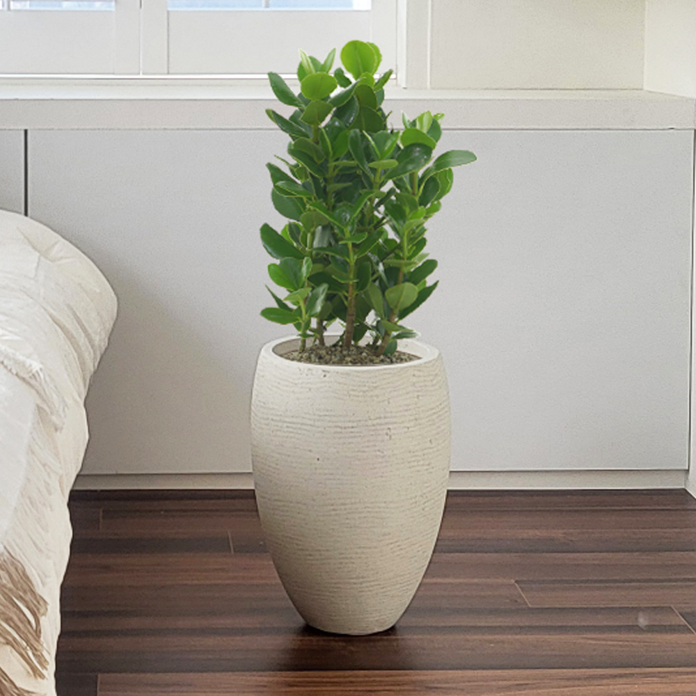 바닐라E 올리브나무 홍콩야자 거실화분 개업화분 집들이 선물 승진 사무실 사옥 이전 개원 음식점 개업식 축하화분배달 여인초 극락조 금전수 뱅갈고무나무 아레카야자 실내 공기정화식물 90,000원