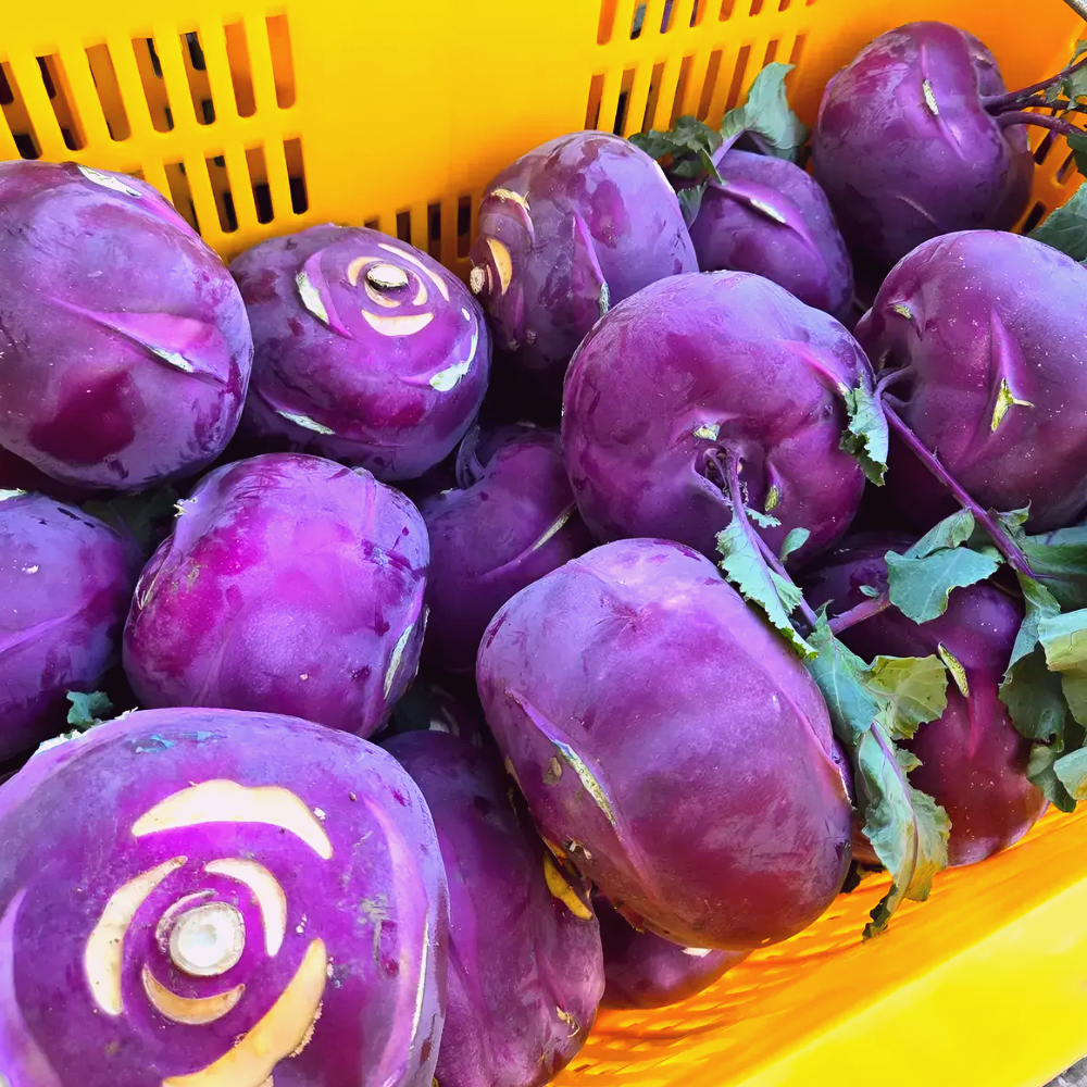 [재구매1위] 산지직송 제주 햇 고당도 콜라비 로얄과 특품 21,900원