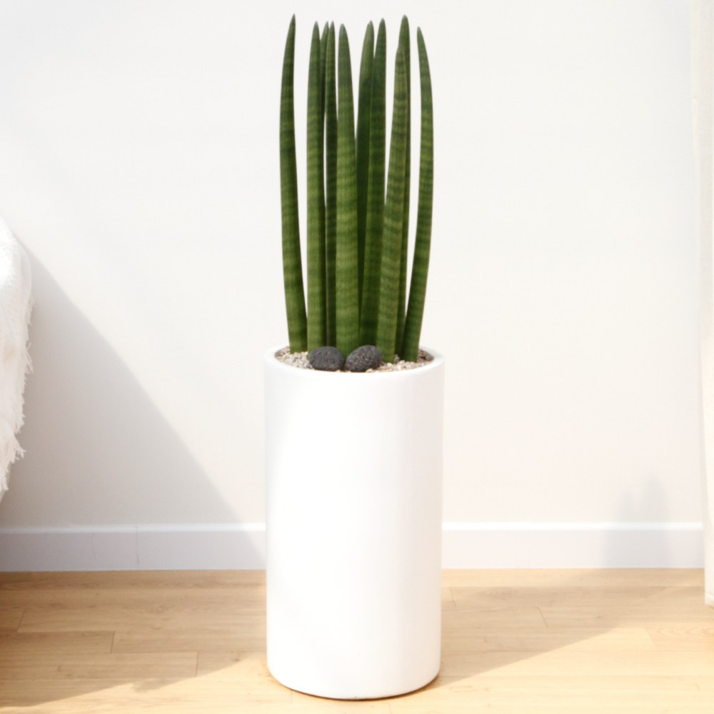 드셀플라워 금전수 뱅갈고무나무 집들이 선물 승진 사무실 이전 병원 개원 개업축하 화분 배달 당일배송 50.대형_스투키 흰색원형 경량화분 x 1개 109,000원