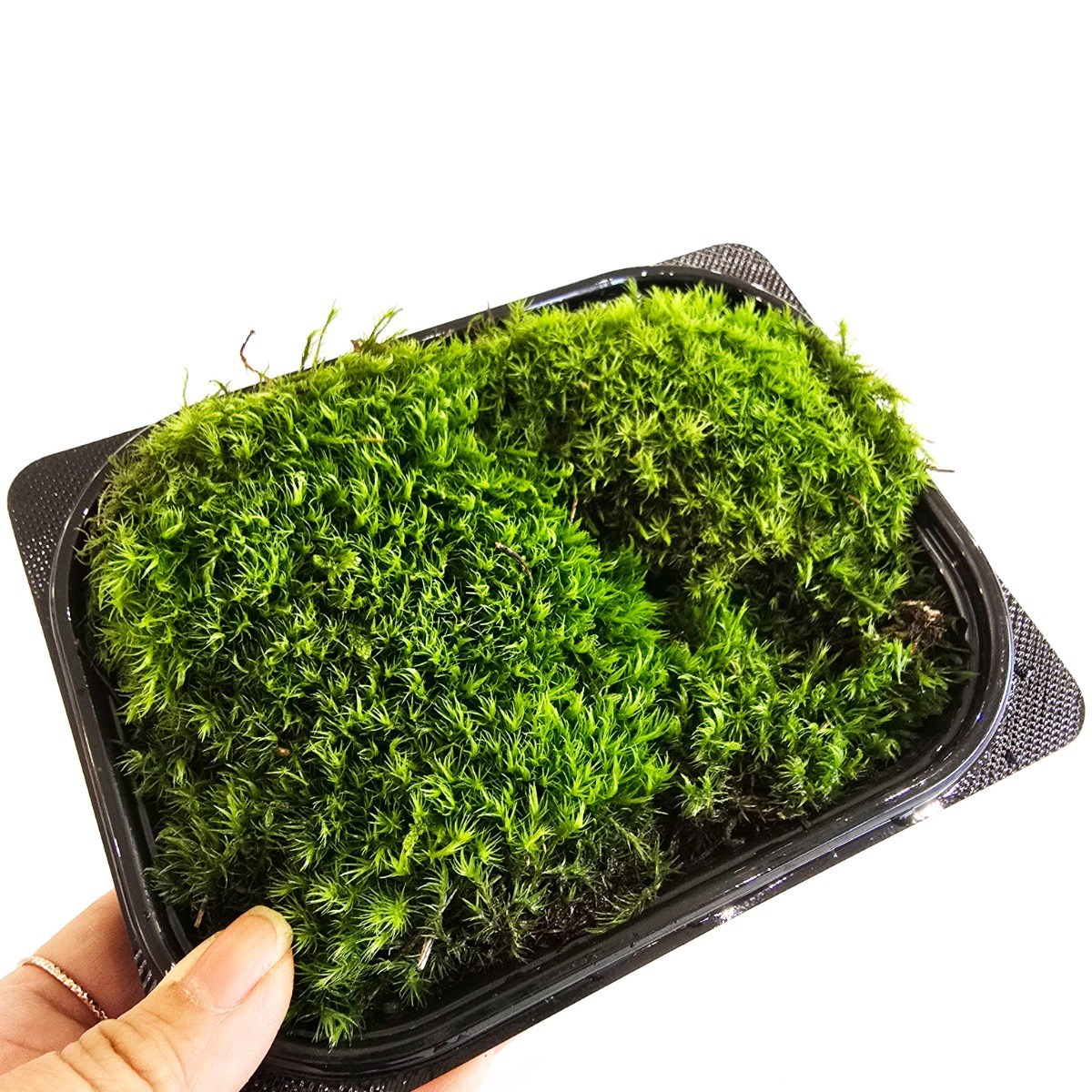 가든홀릭 꼬리이끼 국산 생이끼 18x14cm 테라리움 물이끼 공기정화, 1개 10,550원