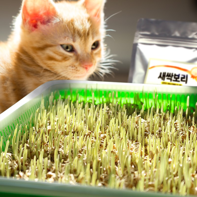 멍냥이랑 캣그라스 수경재배 키트 뚜껑형, 새싹보리300g 15,900원