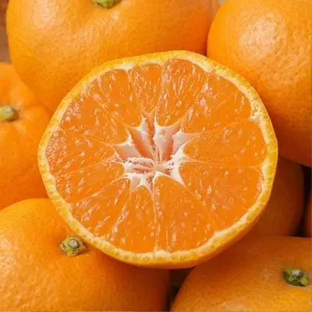 [초특가] 고당도선별 제주 타이벡 감귤 10,900원