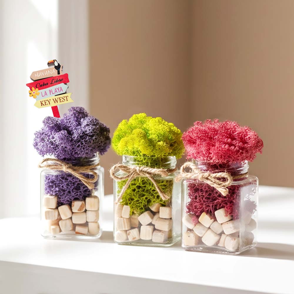 꽃순이 공기정화 스칸디아모스 이끼 화분 인테리어소품 13,800원