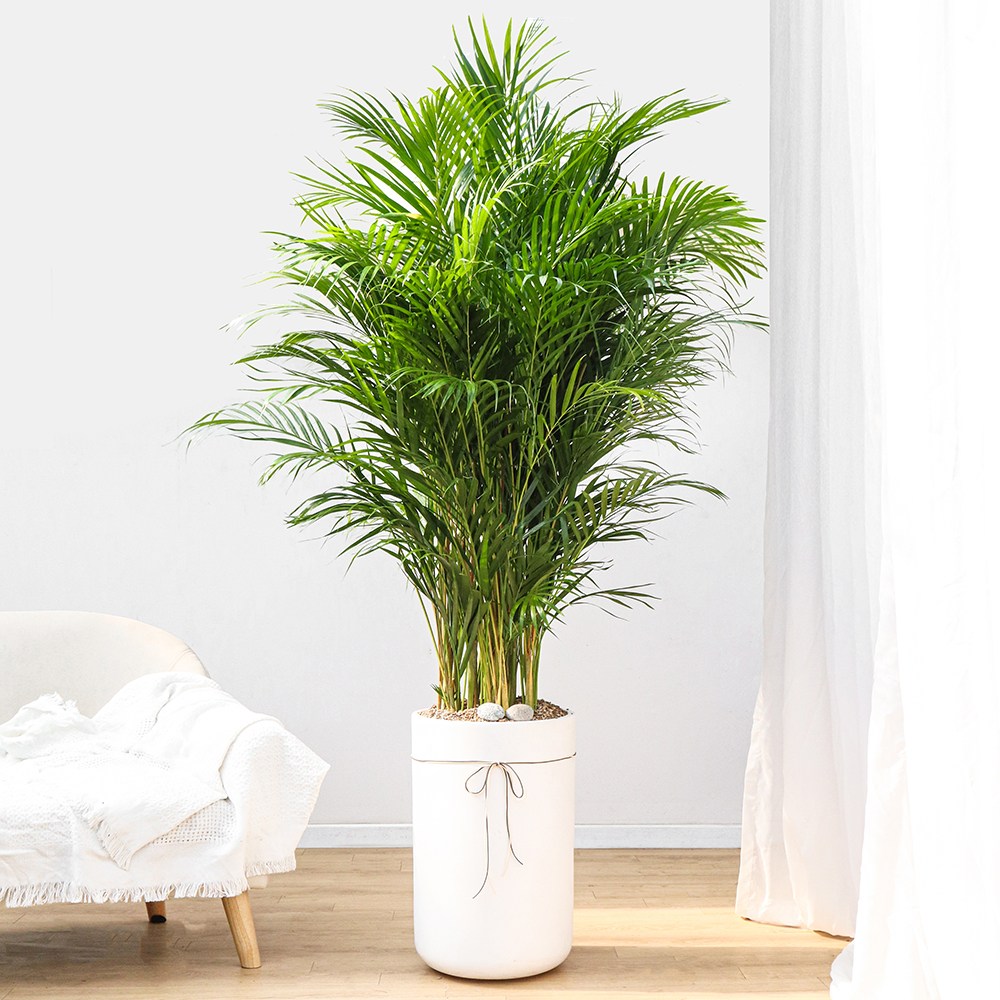 드셀플라워 금전수 돈나무 개업 화분 집들이 선물 승진 사무실 이전 병원 개원 식당 개업식 축하 화분 배달 당일배송 78.특대형_아레카야자 흰색원형 경량화분 149,000원