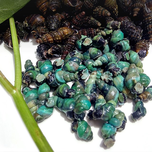 강원도 동강 자연산 올갱이 고디 올뱅이 다슬기 63,000원