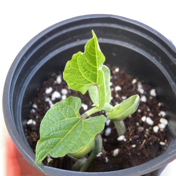 사이언샵 강낭콩키우기,강낭콩키우기,강낭콩재배세트(1인세트) 1,200원