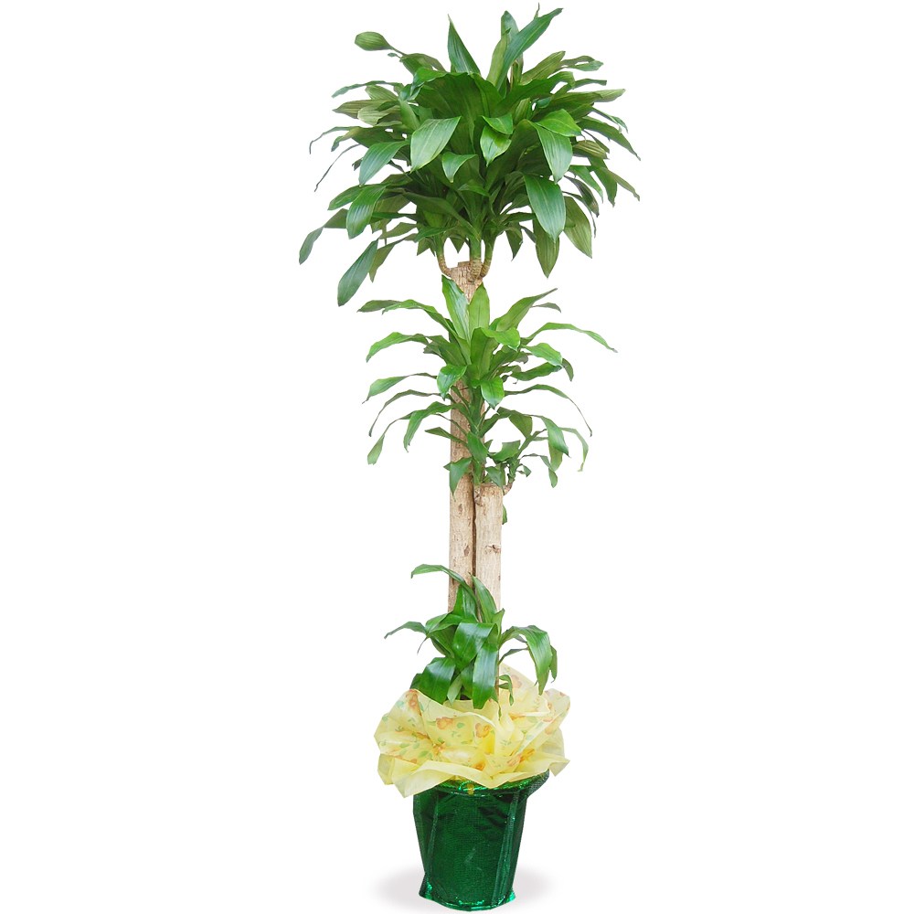 엔젤플라워 초특가 특대형화분 대박나무 행운목 전국당일꽃배달 89,500원